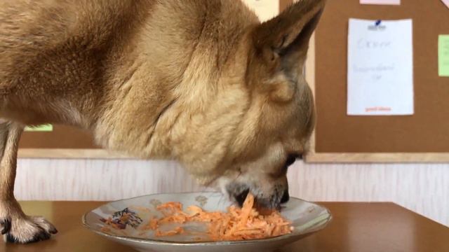 #181. Чихуахуа ест сырую морковку со сметаной! смотреть онлайн