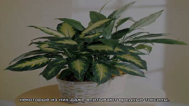 Вредные комнатные растения смотреть онлайн