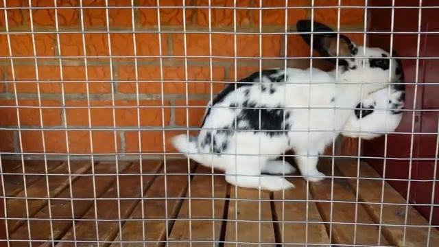 Крольчата заболели.У них мокрец. смотреть онлайн