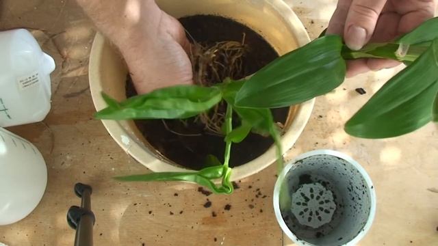 Umgetopft: Dendrobium Spring Dream Apollon смотреть онлайн