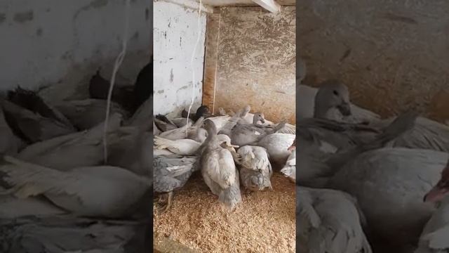 Мускусные уточки ! Жемчужные, лавандовые, перламутровые, голубые, изабелловые. смотреть онлайн