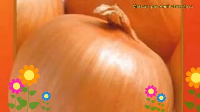 Лук репчатый Золотничок. Краткий обзор, описание характеристик, где купить семена állium смотреть онлайн