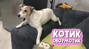 Самое любимое местечко котика в доме. Высоко сижу, всё вижу