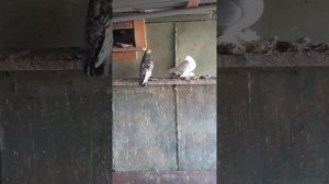 продаются голуби, армавир