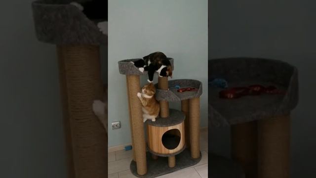 Разбирать между
