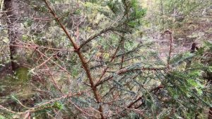 Коп по старине. Карельский перешеек. Нищета финских фундаментов. Май + сентябрь 2023