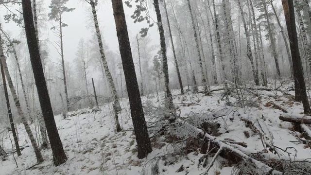 Охота на зайца с гончей. Взяли зайца, 1.5 часа гона. #nature #animals #forest #охота #dog #dji #hun смотреть онлайн