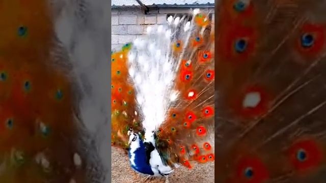 Very funny cats and dogs. Голос павлина.