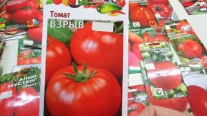 КАКИЕ ТОМАТЫ ВЫБРАТЬ? СКОРОСПЕЛЫЙ СОРТ ВЗРЫВ. Обзор Ольги Черновой.