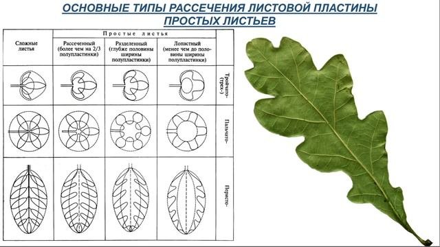 Лекция МОРФОЛОГИЯ ЛИСТА