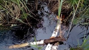 Южа_Записки Путешественника - На озеро Западное через лес