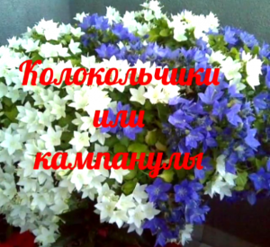 Колокольчики или кампанулы