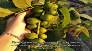 Самые крупноплодные сорта ореха – выбираем великанов для суперурожая