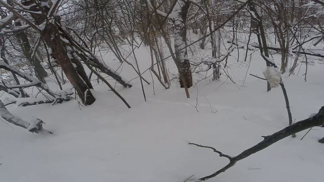 проверка капканов на лис. смотреть онлайн