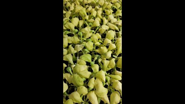 Маттиола. Пробуем  вырастить.