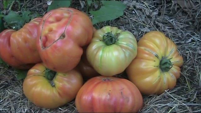 Сорт томата Звезда Техаса // Секреты хороших урожаев. смотреть онлайн