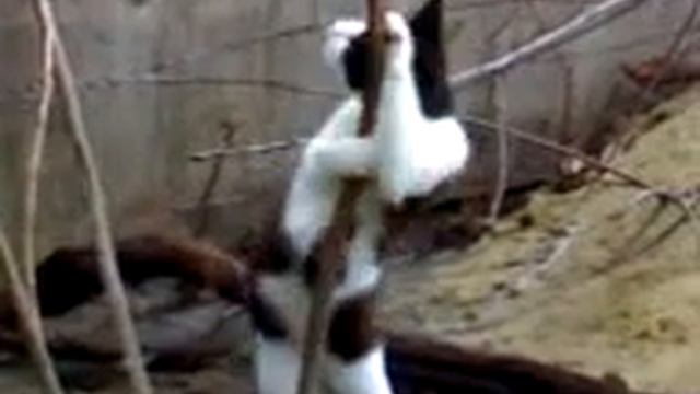 Кошка танцует стрептиз:) смотреть онлайн