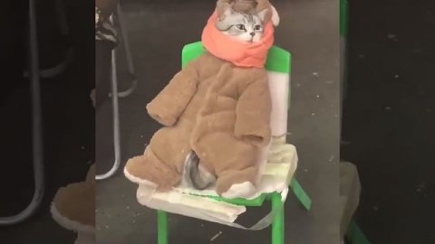 Вы рыбов продаёте?