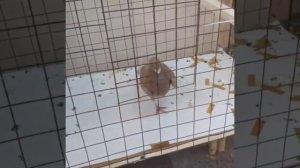 ГОЛУБЕВОДСТВО [2 Сезон] • Выпуск #1 • Выставка голубей 2023