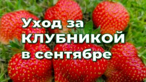 Сделайте это с клубникой осенью, чтобы получить отличный урожай в следующем году.