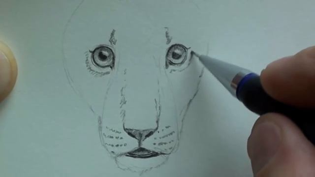 Как нарисовать Львенка КАРАНДАШОМ! Учимся рисовать ЛЬВА Простым Карандашом! Как Научиться РИСОВАТЬ смотреть онлайн