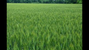 Посевы пшеницы. Севооборот Технология No-Till. КФХ Владимира Гавриленко
