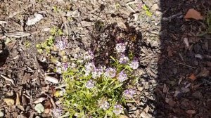 Plant spotlight - all about Alyssum (Winter flowering plant)