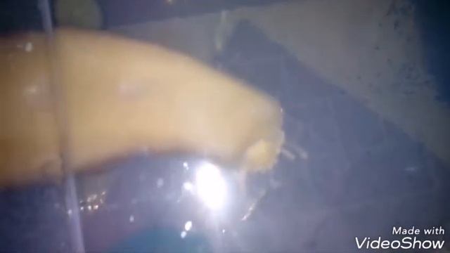 Улитка ахатин зевает смотреть онлайн