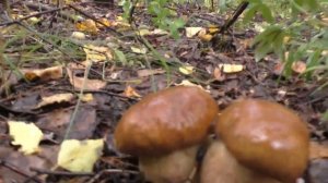 Ушли с женой в лес и НАБРАЛИ КОРЗИНУ БЕЛЫХ ГРИБОВ! Жена просто ТАЛИСМАН!