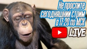 Дан Запашный с шимпанзе в прямом эфире от 22.04.2020