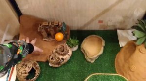 Обустройство террариума для эублефаров: укрытия, влажная камера, декор