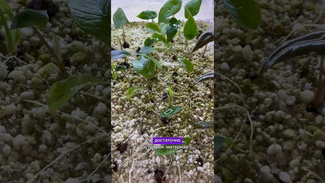В чем проращивать клубни Алоказии? Питомник комнатных растений Mon plant #растений #алоказия #цветы