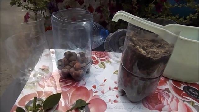 Размножение вьющейся розы осенью смотреть онлайн