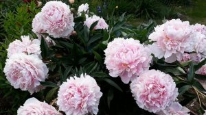 Цветы пионы 10 интересных фактов (фото, фишки). О пионах красиво и любопытно