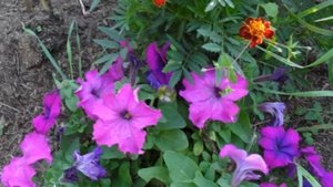 Земля цветов в  исполнении Е. Мартынова