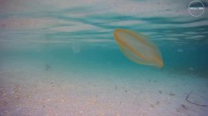 Окуневка, Крым I Август 2019