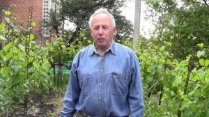 @Виноград, защита, подкормка молодых кустов, вопросы, ответы