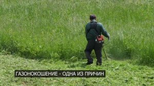 Птенцы каких птиц (не)нуждаются в помощи?
