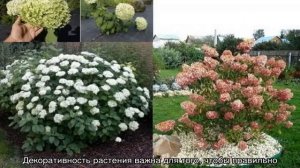 Гортензия метельчатая и древовидная — отличия
