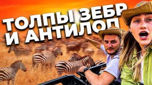 Великая миграция животных в Африке. Лев завтракает зеброй. Пикник в саванне и Млечный Путь