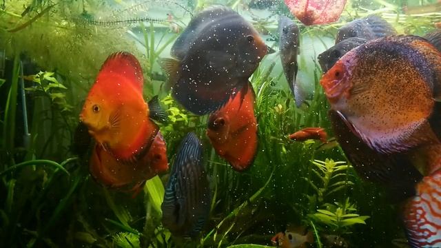 Кормление дискусов фаршем смотреть онлайн