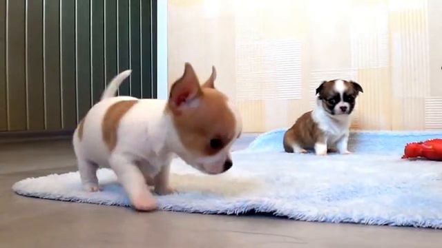 Чихуа щенки - маленькие собачки смотреть онлайн