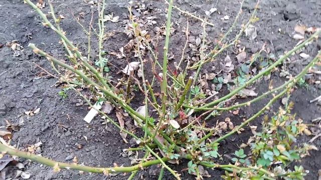 Как я обрезаю розы весной! смотреть онлайн