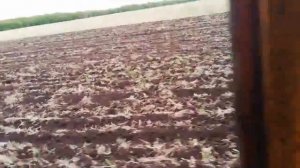 ДТ-75 с Культиватором КПЭ