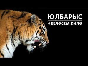БЕЛӘСЕМ КИЛӘ: юлбарыс / Тигр / Tiger