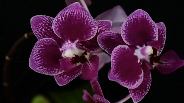 PHALANOPSIS CHIA E YENLIN - описание и основы ухода смотреть онлайн