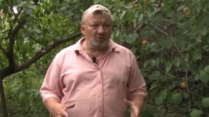Дачники: Абрикосы "Академик"