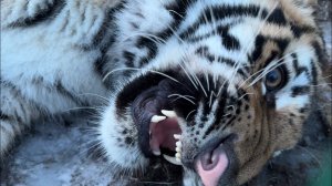 Новый Тигренок Динго Вышел на улицу и начинает идти на контакт!)