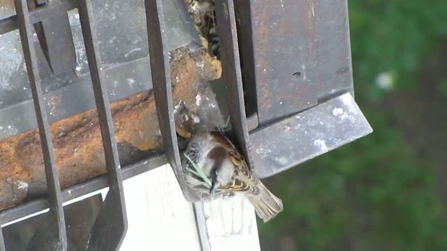 самец воробей настырен, суетен, без самки тут как тут, лезет в гнездо и птенцы его клюют вроде бы д смотреть онлайн