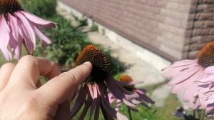 Эхинацея Пурпурная (Echinácea Purpurea) из своих семян. 2023